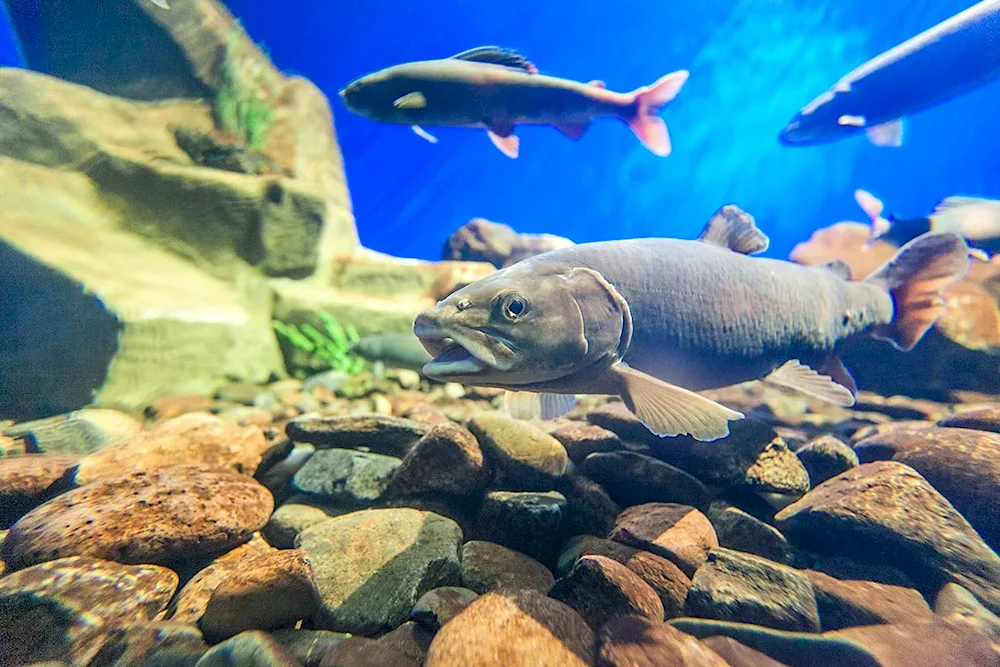 Baikal omul fish