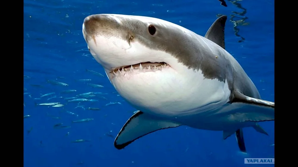 White shark fish