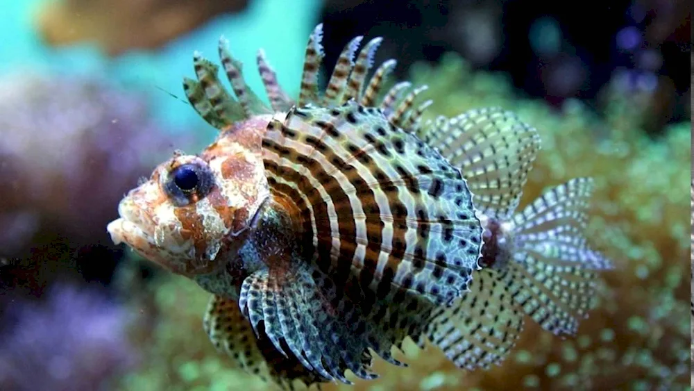 Blenny