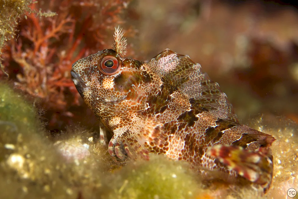 Blenny fish