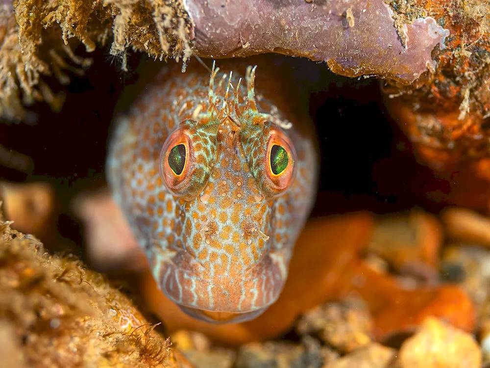 Blenny fish