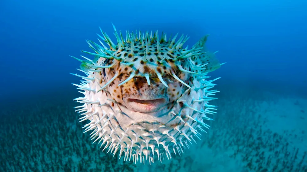 Fugu hedgehog fish