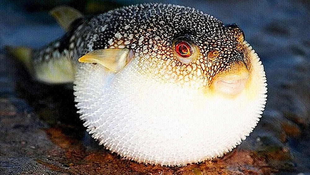 Fugu brown scorpionfish