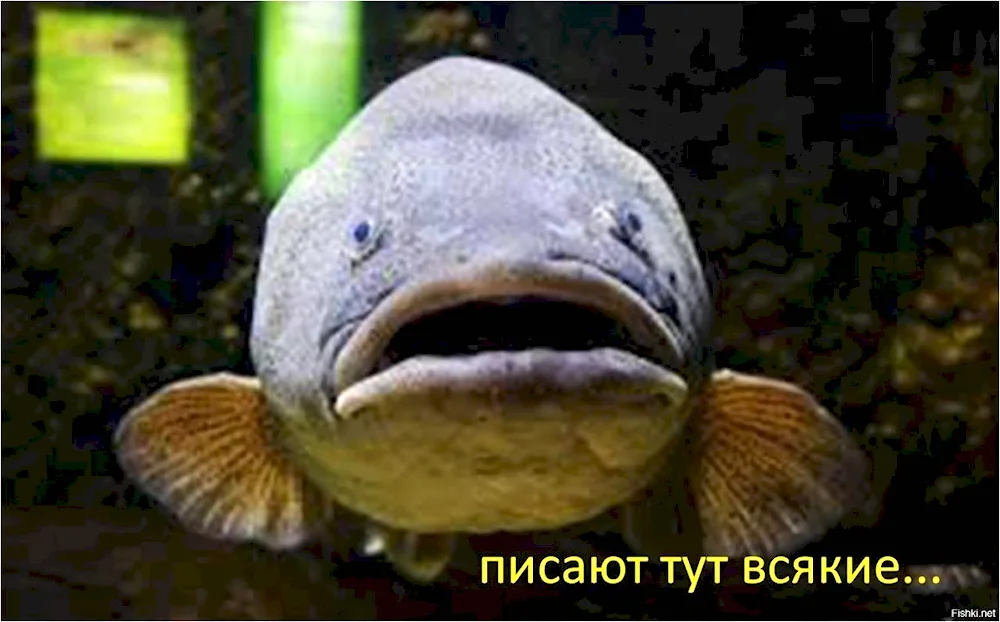 Boobed fish