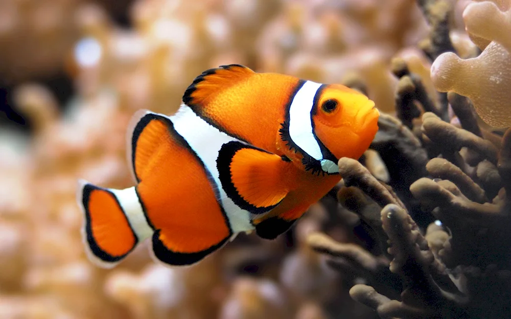 Amphiprion clownfish
