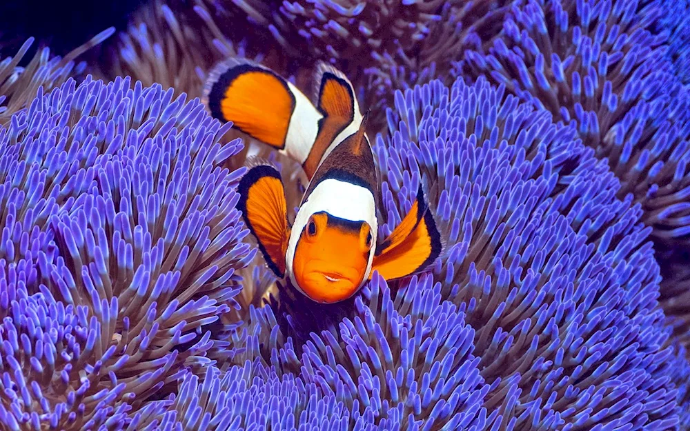 Clownfish and actinia