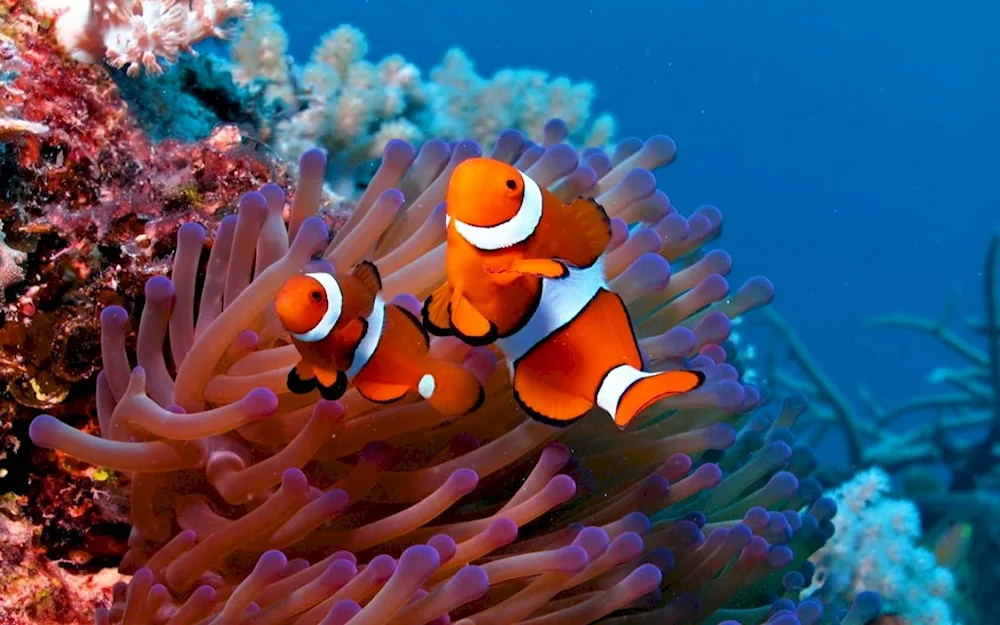 Clownfish and actinia