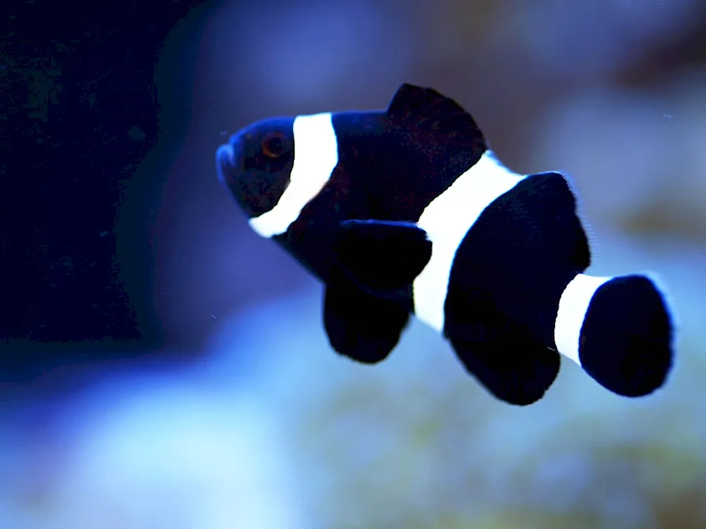 Ocellaris clown fish