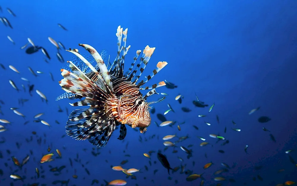 Winged Fish Egypt