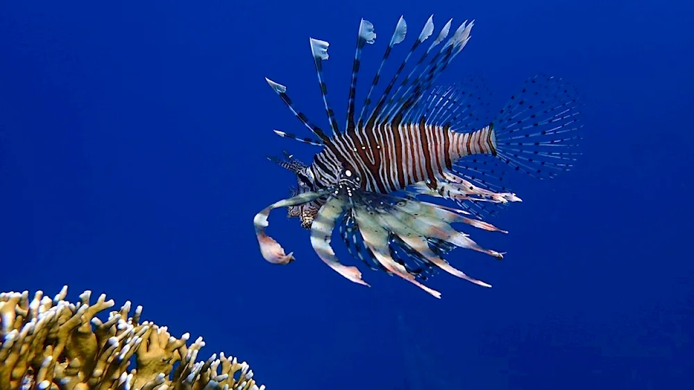 Winged Fish Egypt