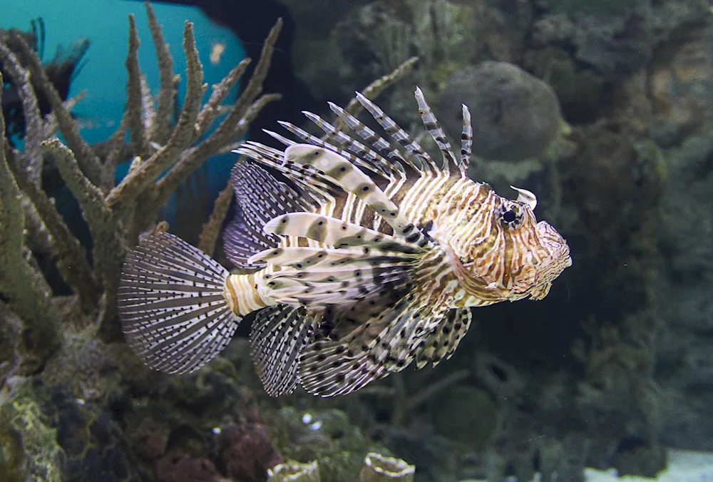 Winged fish Egypt