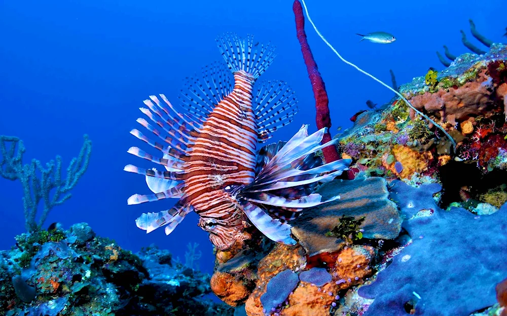 Red sea reef fish