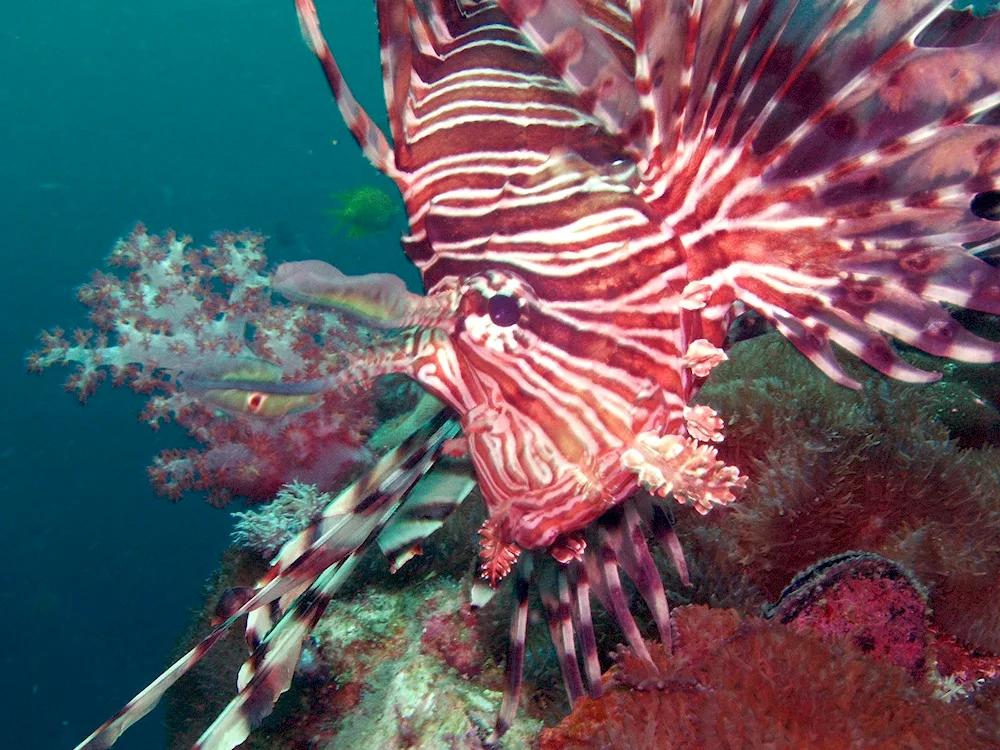 Winged Fish in the Red Sea