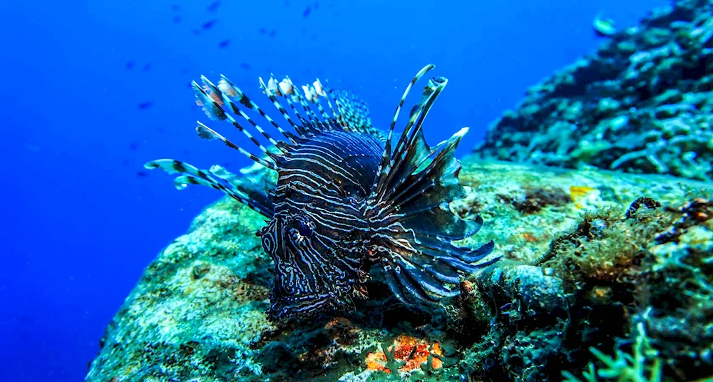 Winged fish in the Red Sea