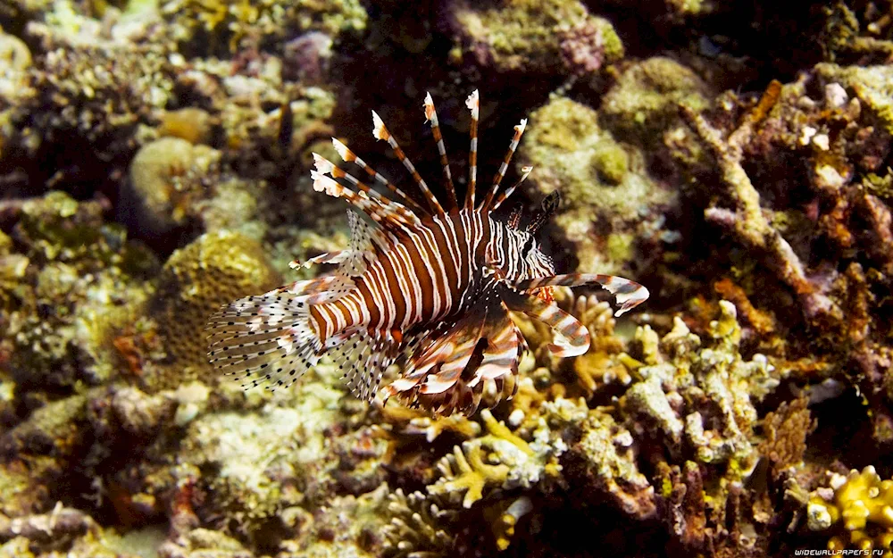 Black Sea scorpionfish ruff