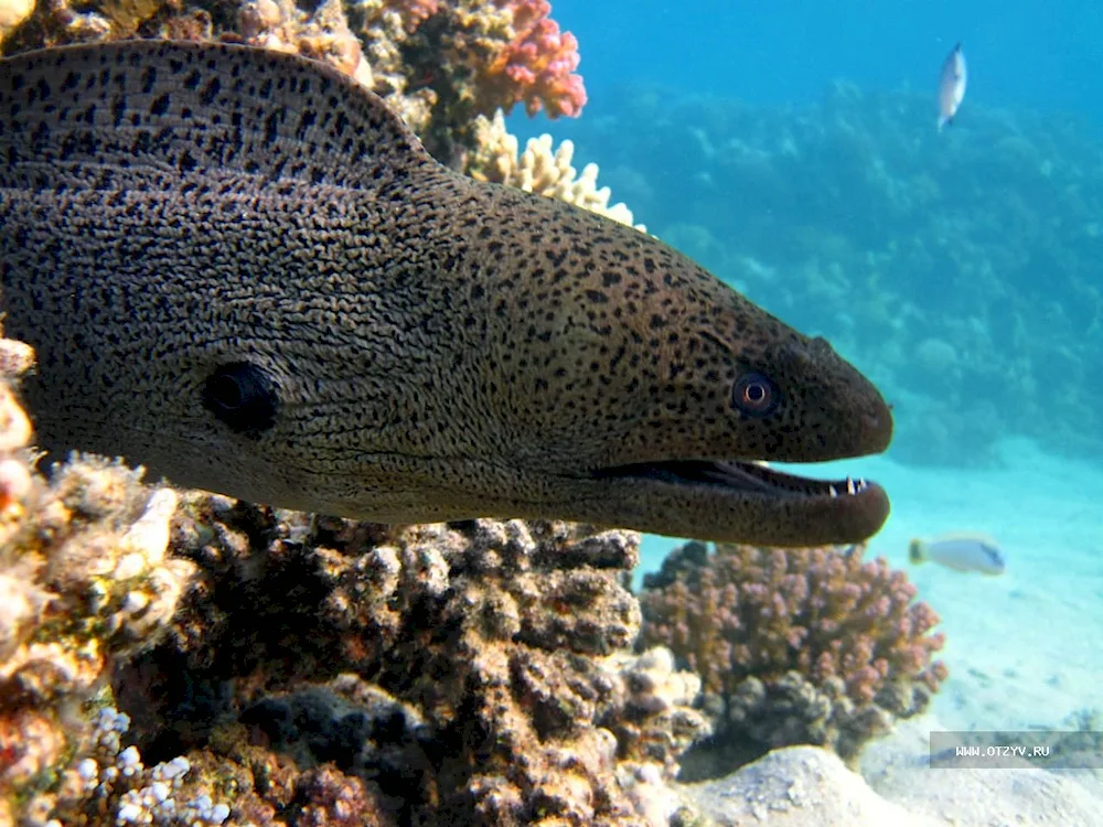 Mediterranean moray eel