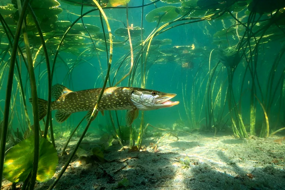 Common pike Pike Esox Lucius