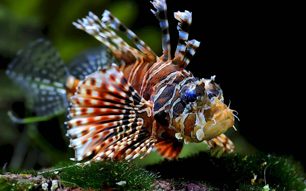 Scorpene Winged Fish.