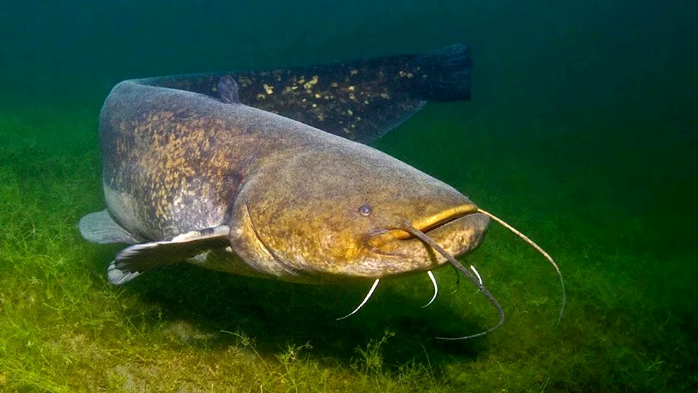 World's Largest Catfish Catch