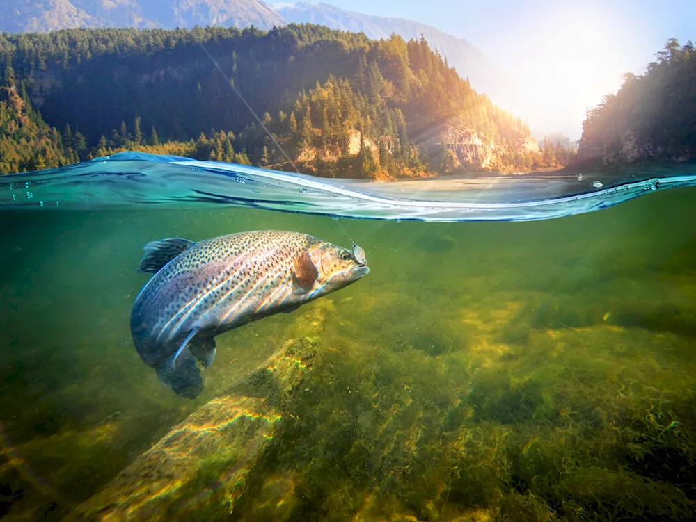 Black lake Udmurtia