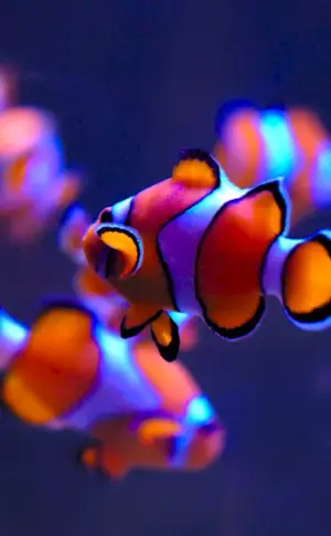 Clown Fish