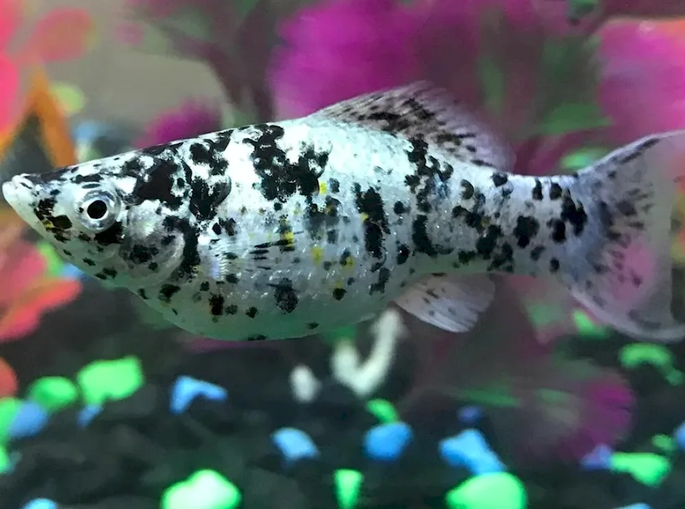 Mollinesia aquarium fish