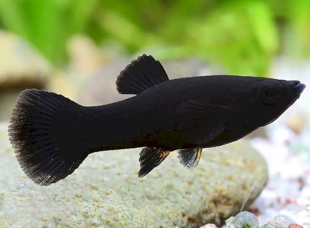 Mollinesia aquarium fish