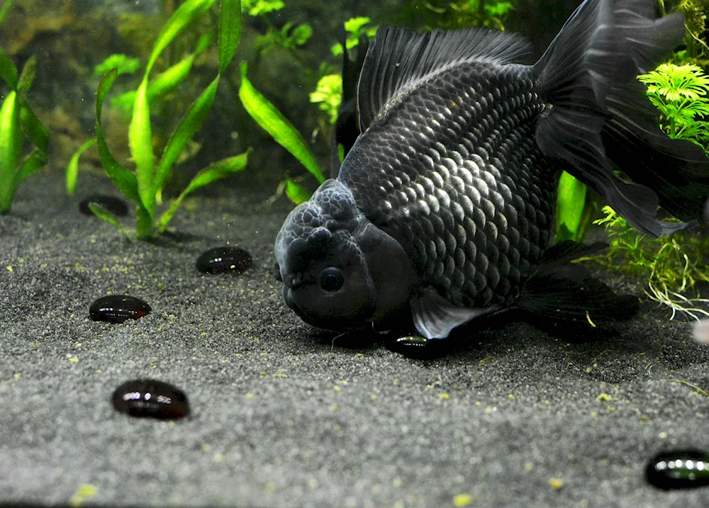 Oranda black fish