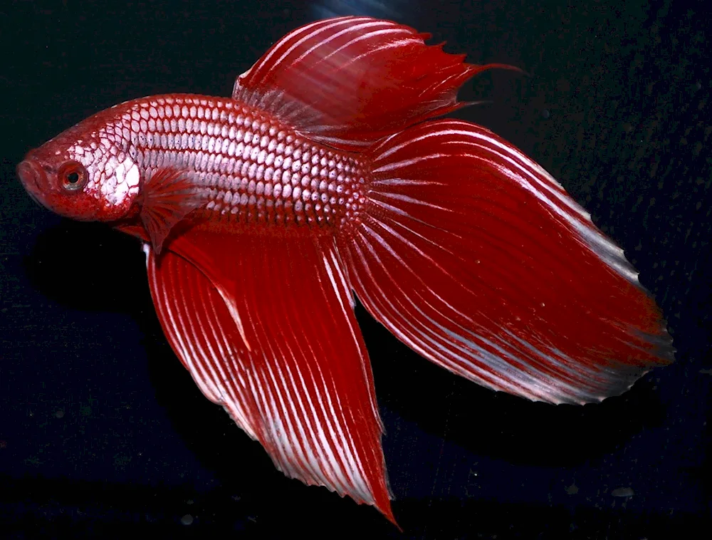 Fighting Siamese cockerel fish