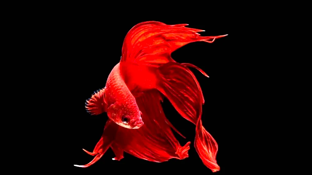 Goldfish aquarium fish black background