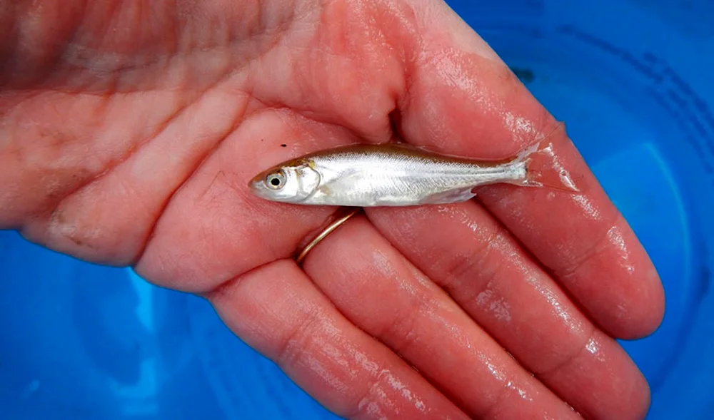 Ryapushka minnow minnow photo