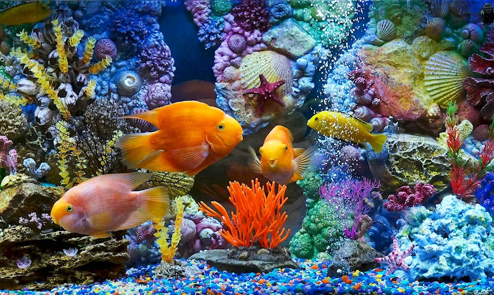 Fish for aquarium