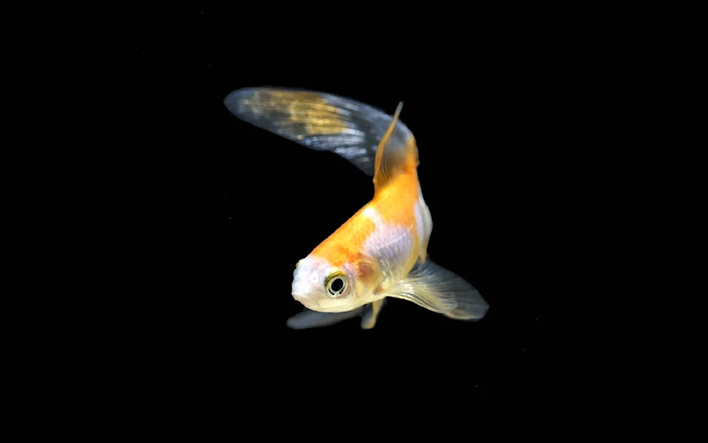 Fish on black background