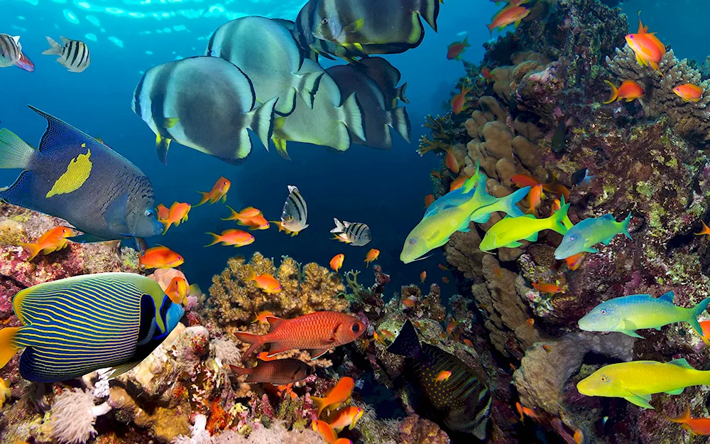 Fish in Sharm El Sheikh