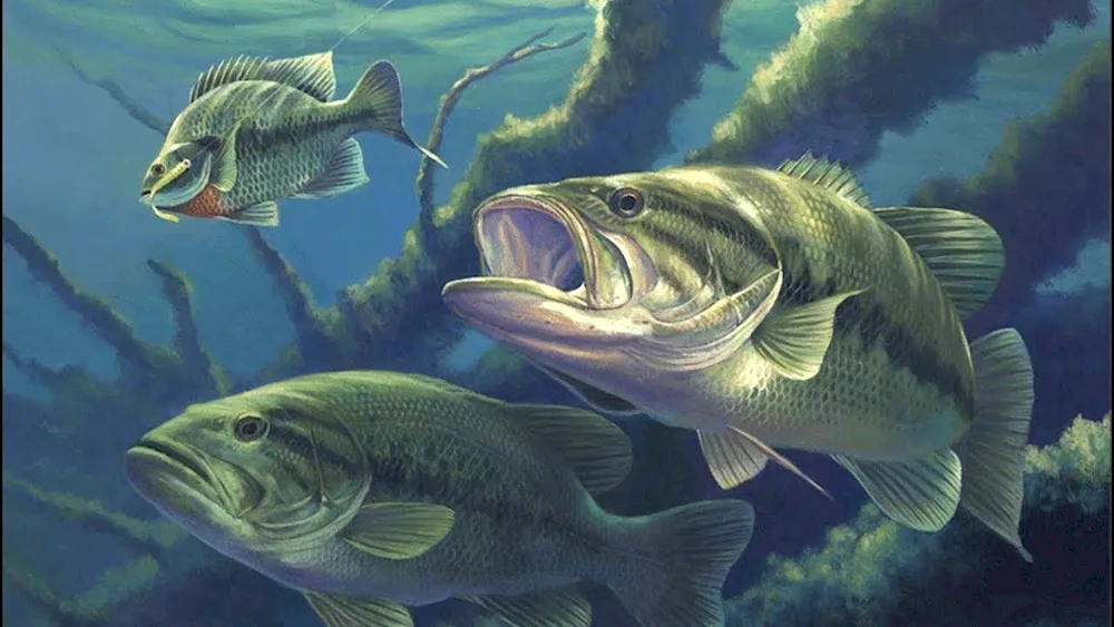 Fantastic fish