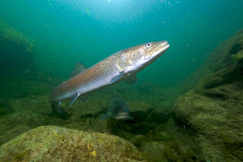 Fishes of the Ilmensky Reserve