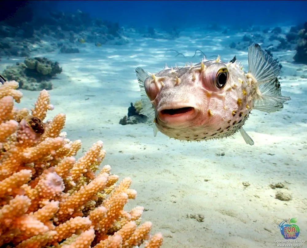 Fish Sharm El Sheikha