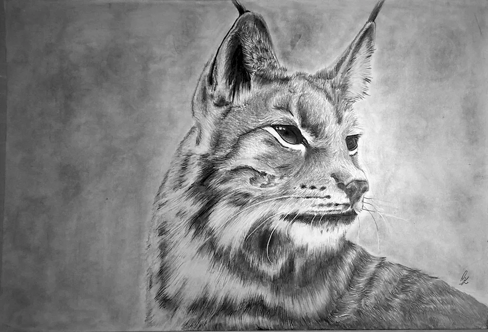 Rynx drawing