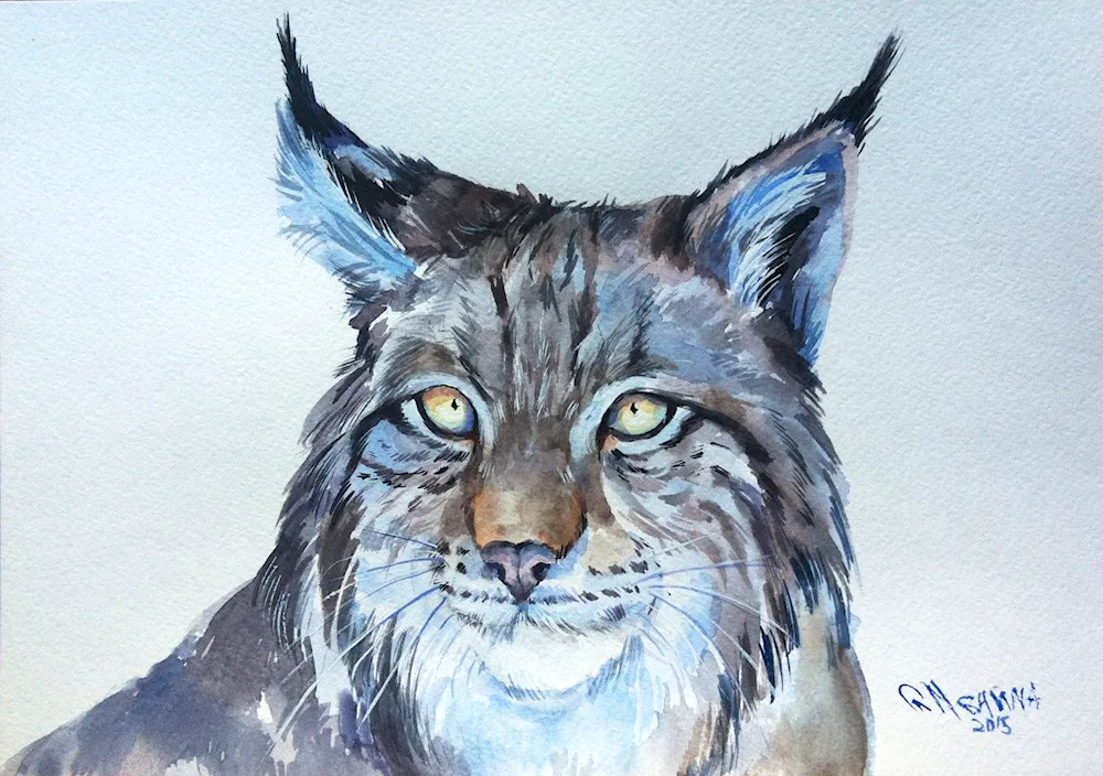 Rynx drawing