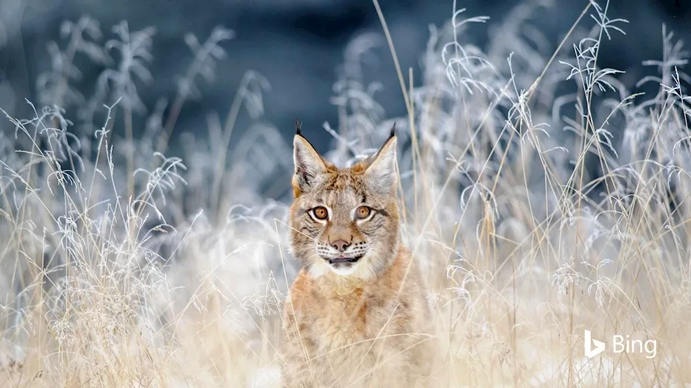 Lynx pets