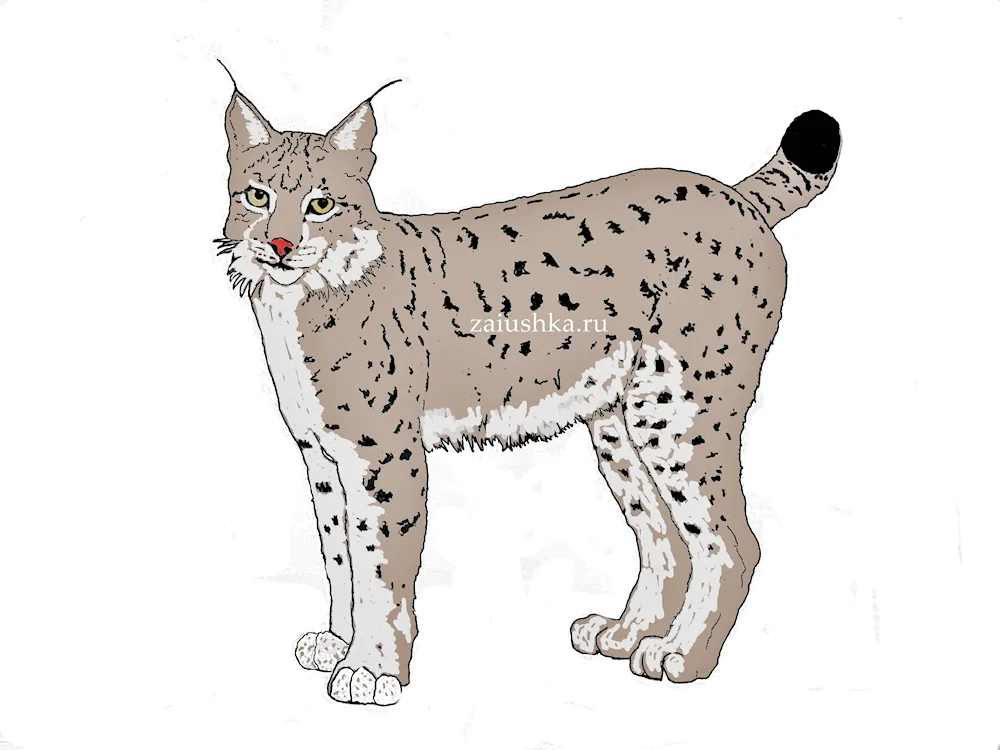 Rynx drawing