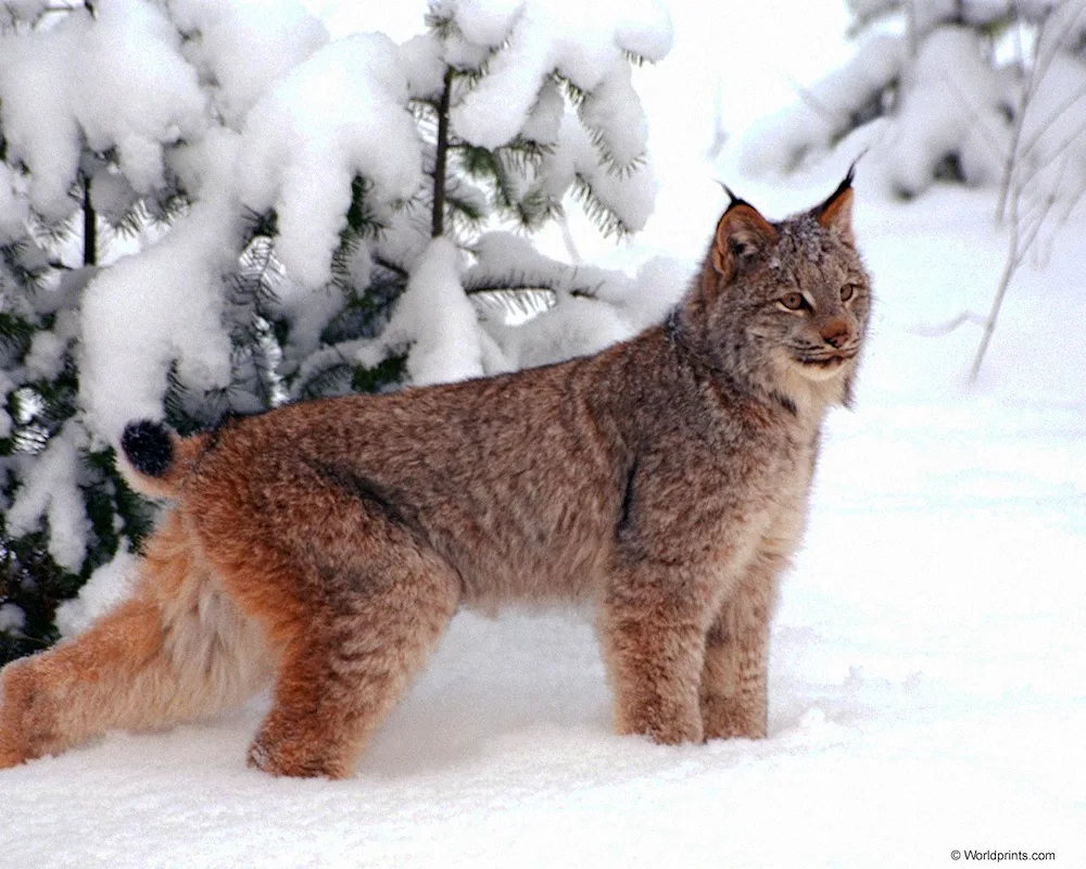 Lynx Lynx