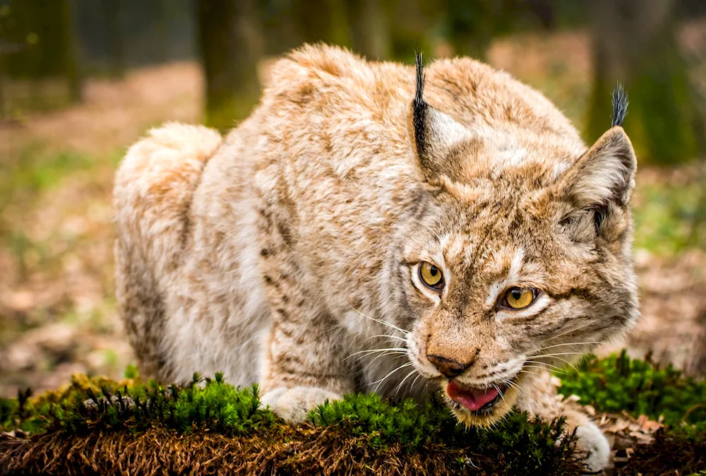 Wild animals