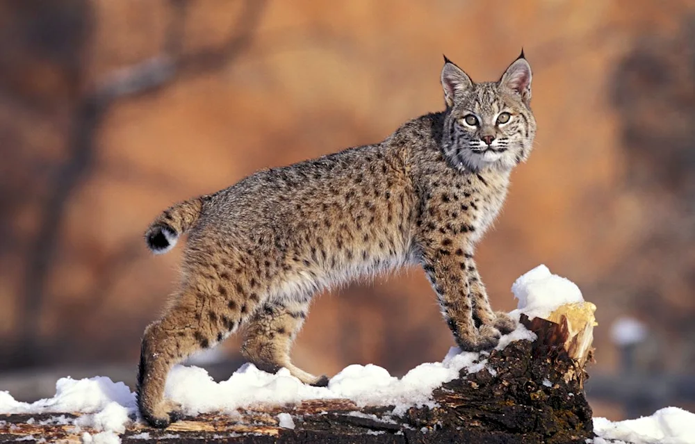 Lynx Lynx