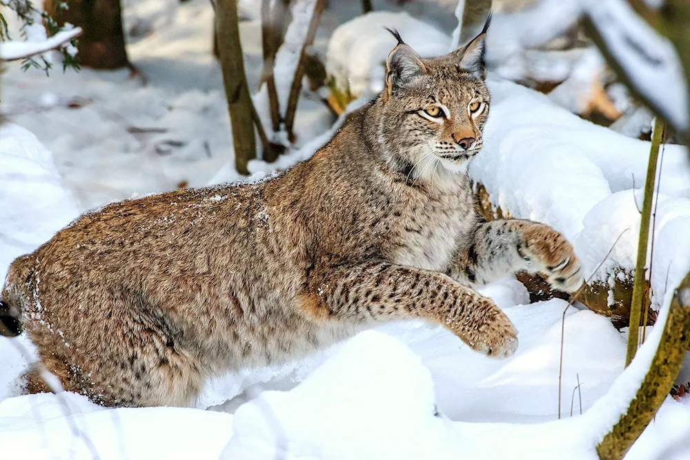 Canadian Bobcat