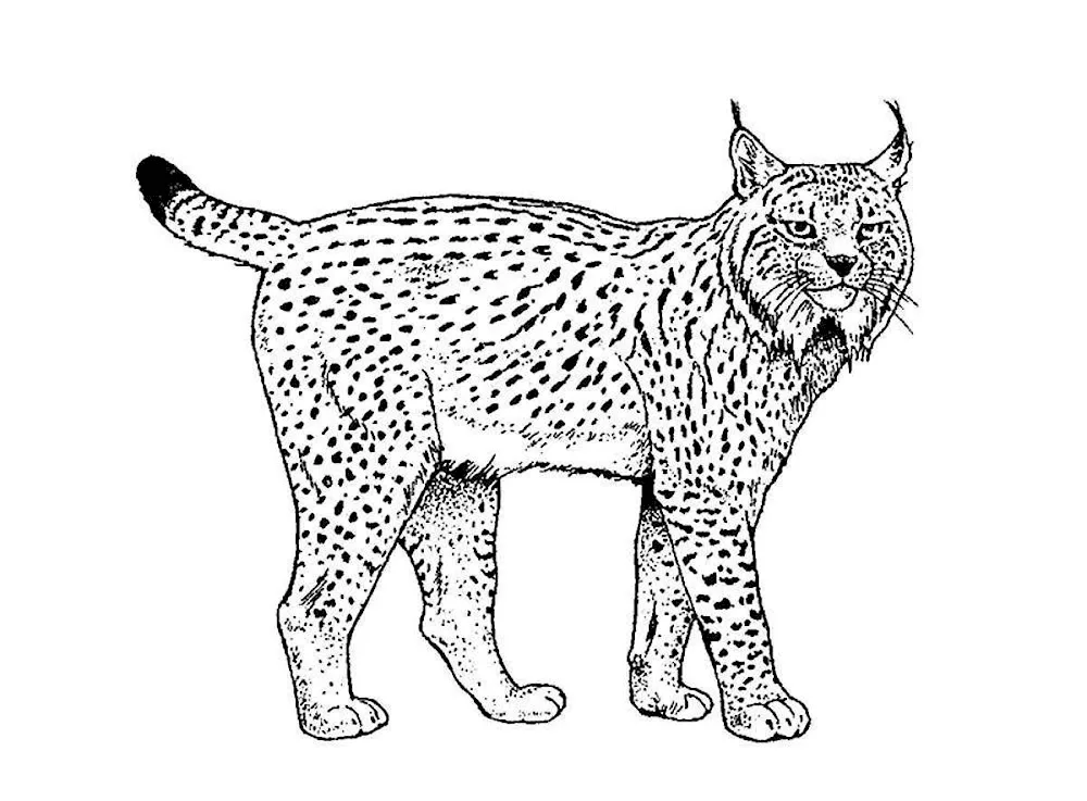 Rynx colouring