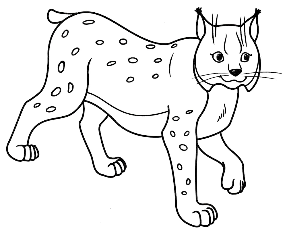 Rynx drawing