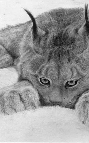 Lynx drawing