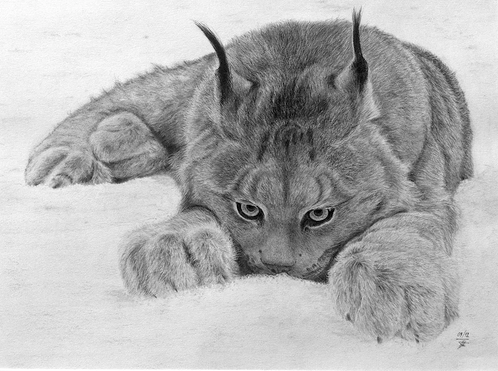 Lynx drawing