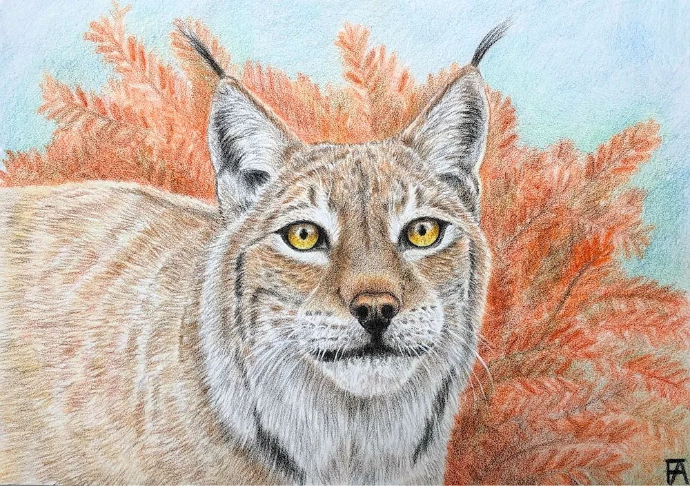 Rynx drawing